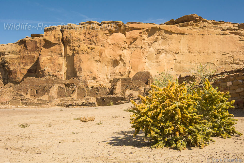 Desert-Plants-192.jpg