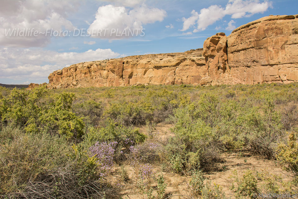 Desert-Plants-193.jpg