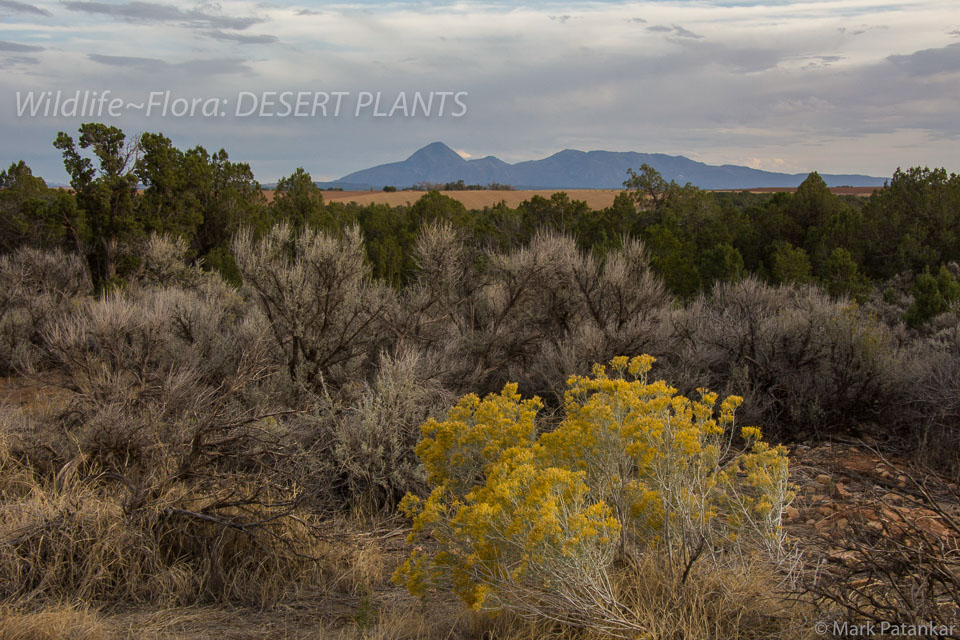 Desert-Plants-194.jpg