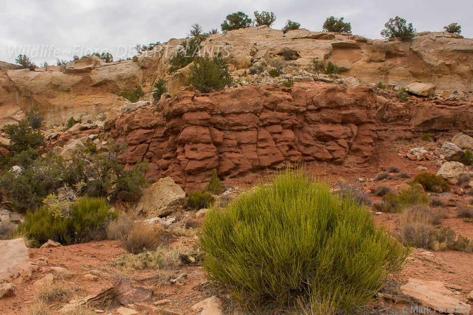 Desert-Plants-195.jpg