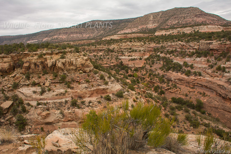 Desert-Plants-196.jpg