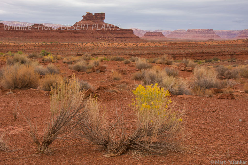 Desert-Plants-197.jpg