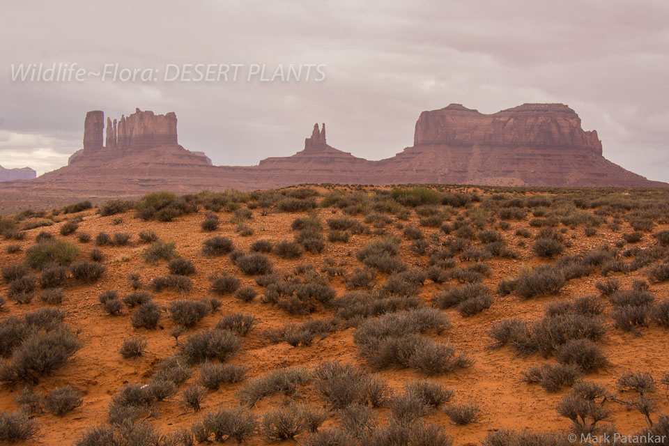 Desert-Plants-198.jpg