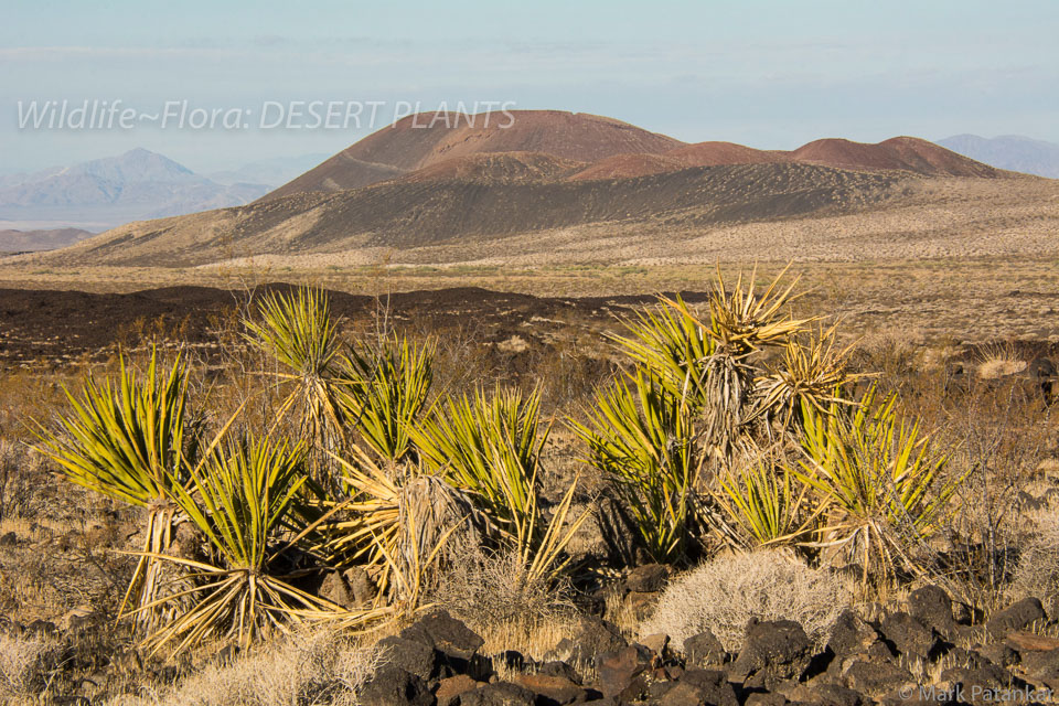 Desert-Plants-199.jpg