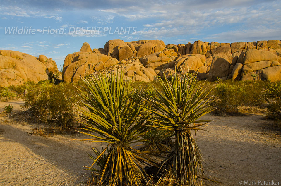 Desert-Plants-2.jpg