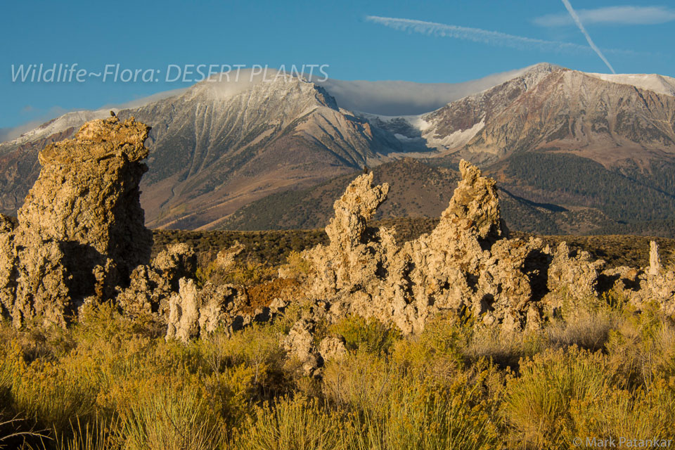 Desert-Plants-201.jpg