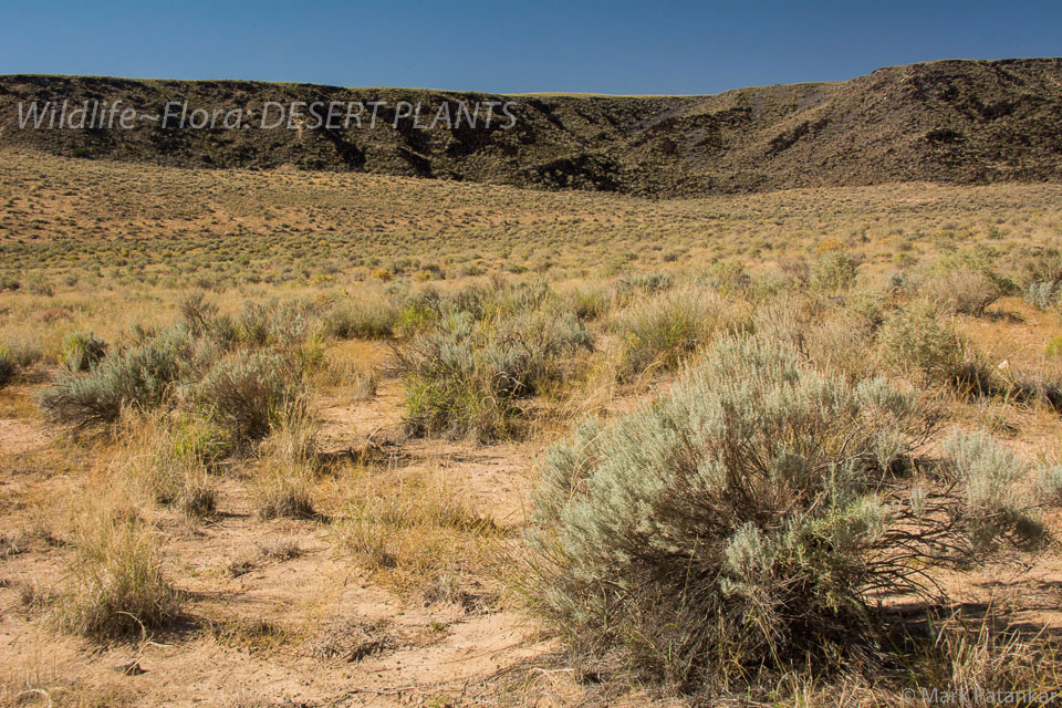 Desert-Plants-206.jpg