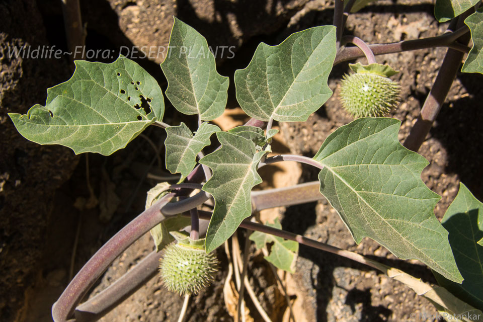 Desert-Plants-207.jpg