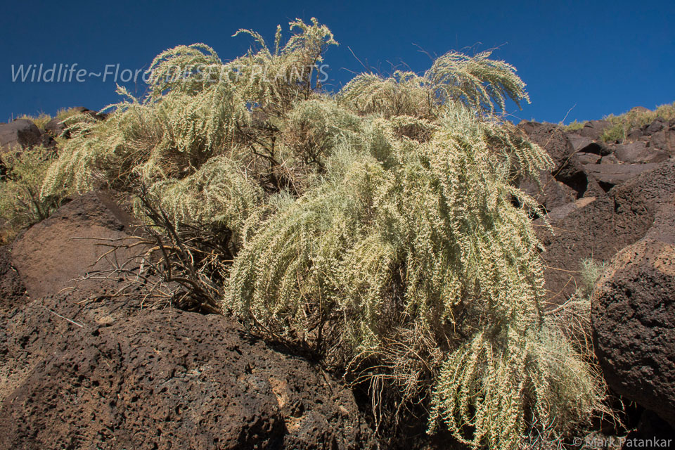 Desert-Plants-208.jpg