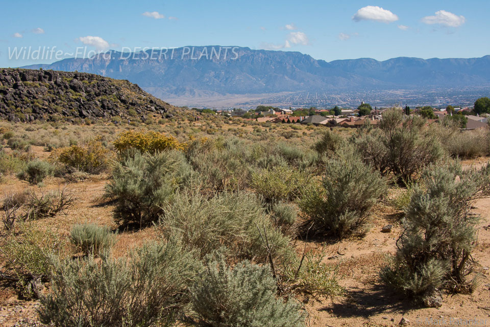 Desert-Plants-209.jpg