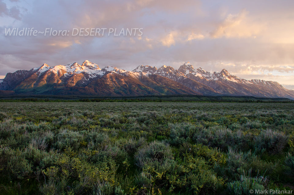 Desert-Plants-21.jpg