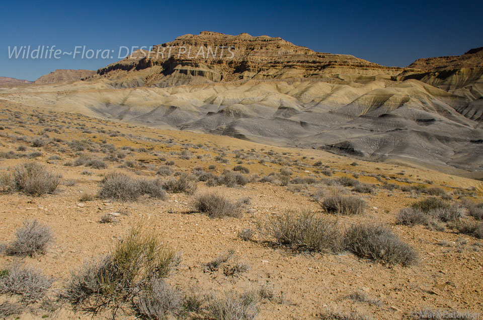 Desert-Plants-210.jpg