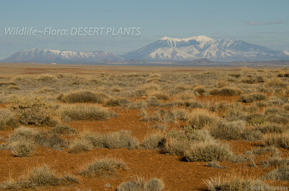 Desert-Plants-211.jpg