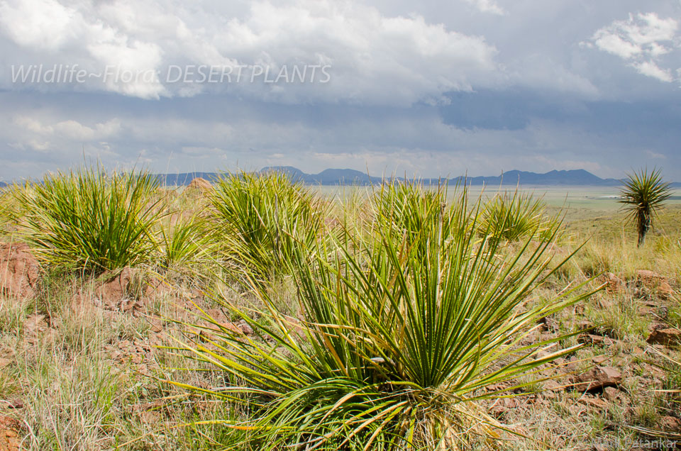 Desert-Plants-212.jpg