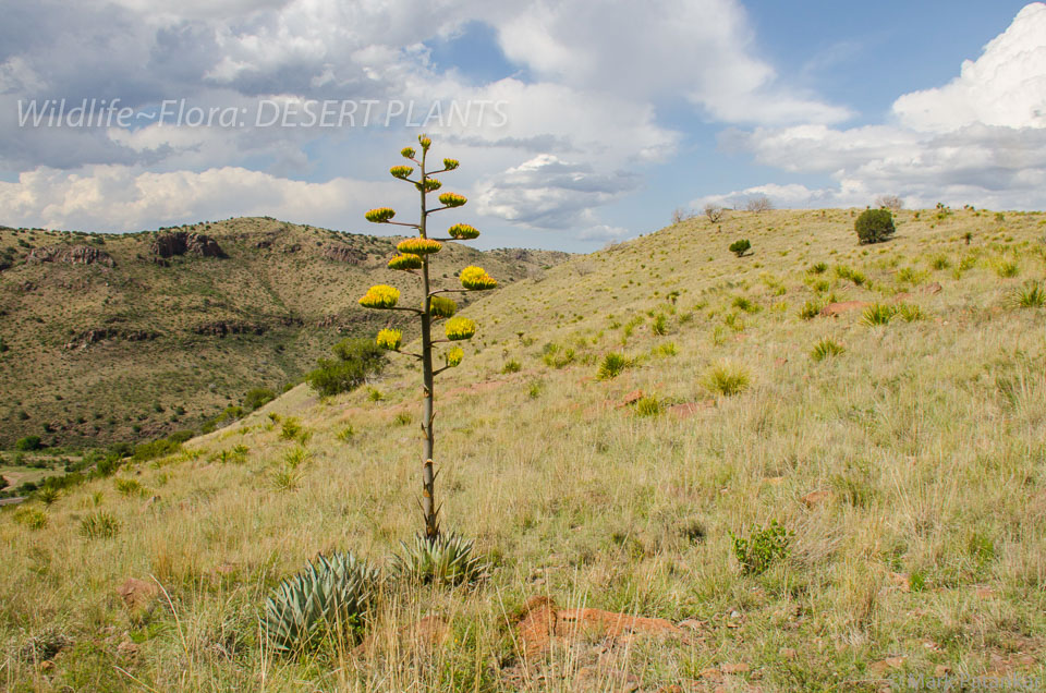 Desert-Plants-213.jpg