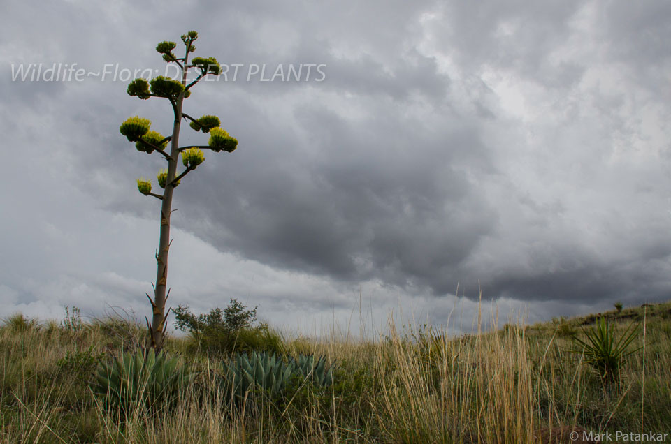 Desert-Plants-216.jpg