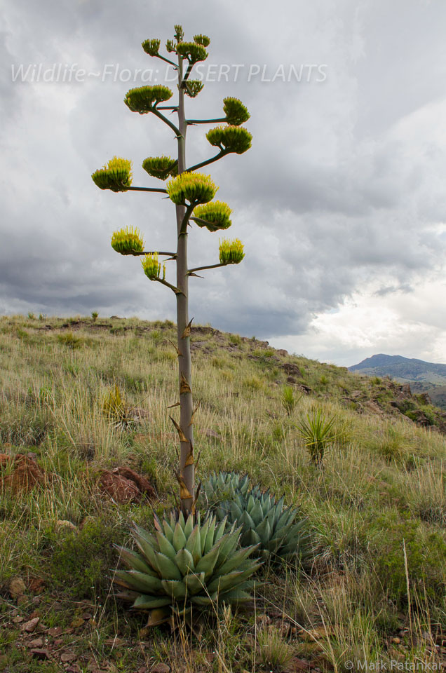 Desert-Plants-217.jpg