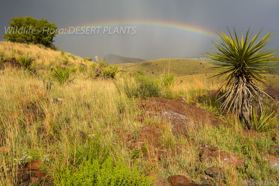 Desert-Plants-218.jpg