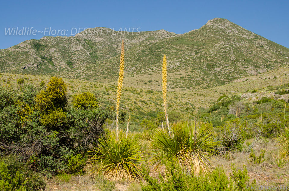 Desert-Plants-219.jpg