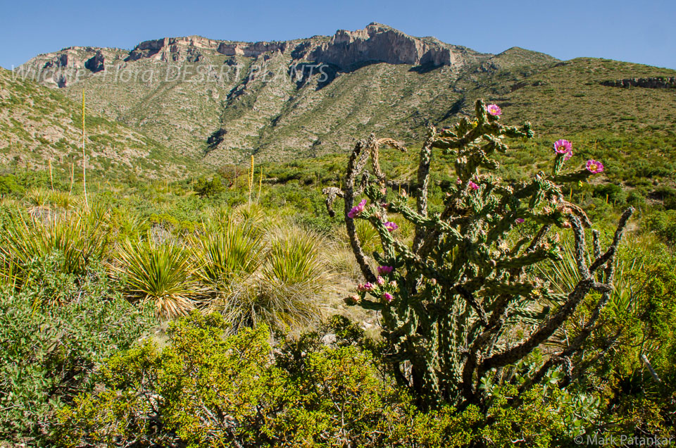 Desert-Plants-220.jpg