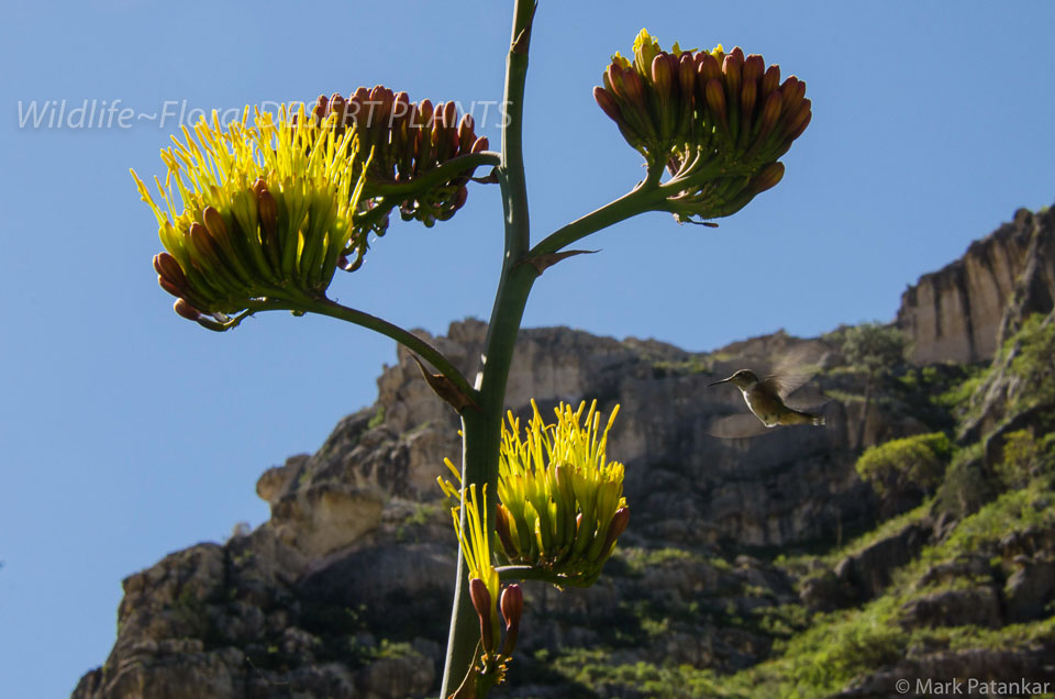 Desert-Plants-221.jpg