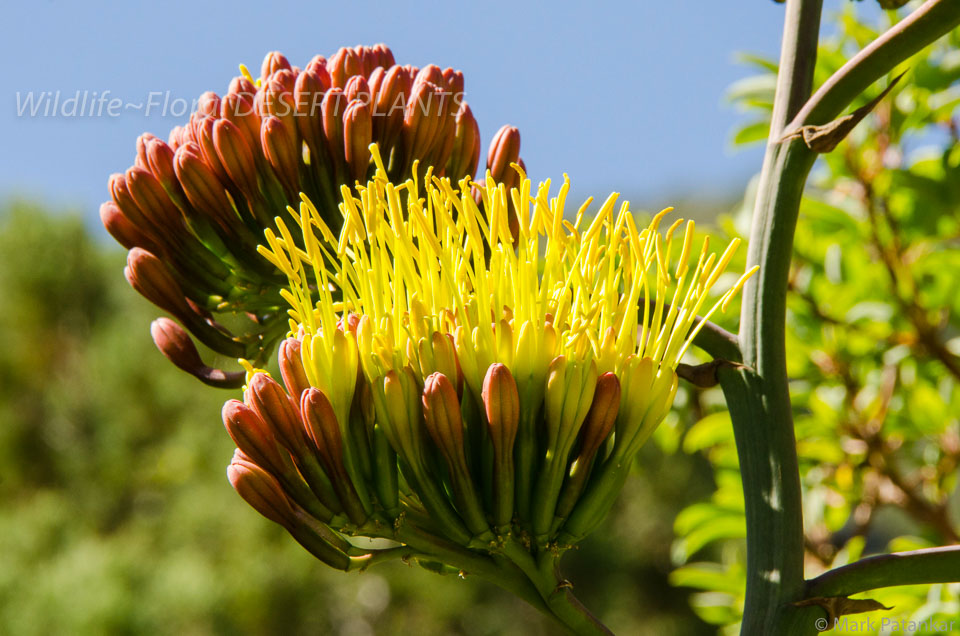 Desert-Plants-222.jpg