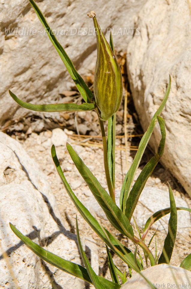 Desert-Plants-223.jpg