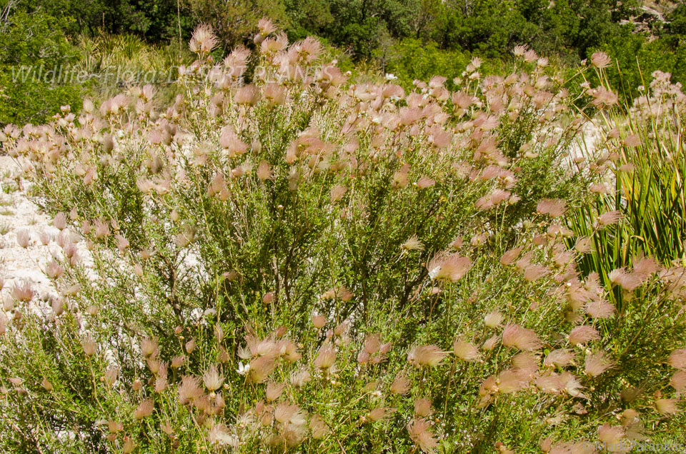 Desert-Plants-224.jpg