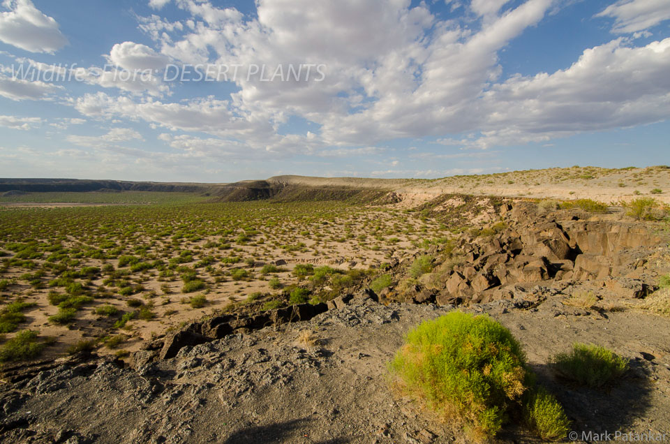 Desert-Plants-225.jpg