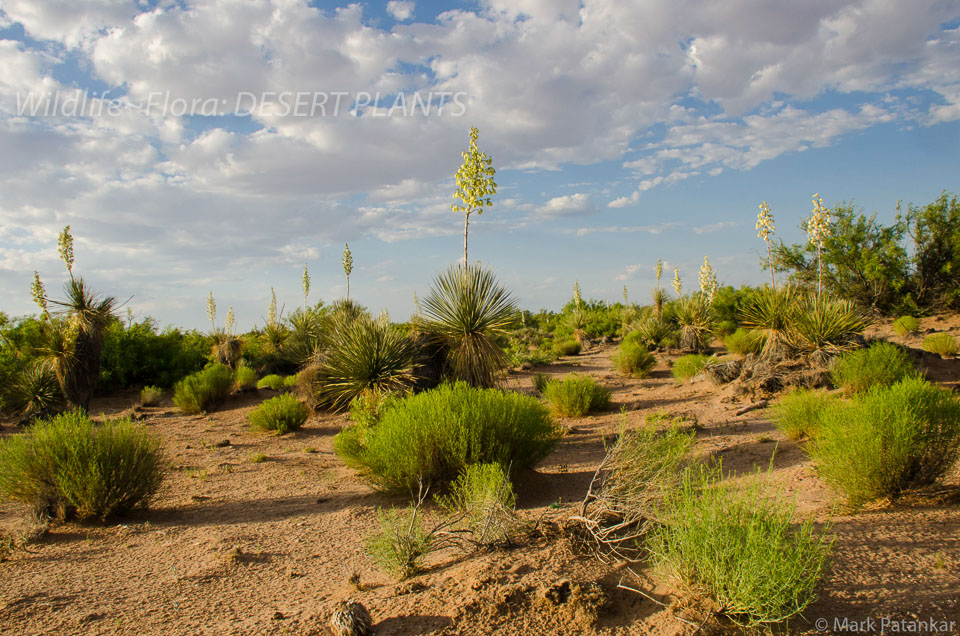 Desert-Plants-226.jpg