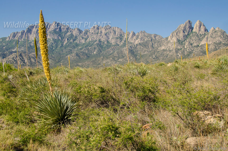 Desert-Plants-227.jpg