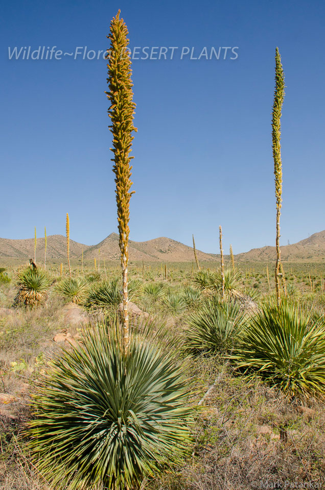 Desert-Plants-228.jpg