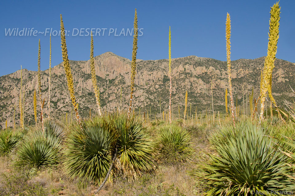 Desert-Plants-229.jpg