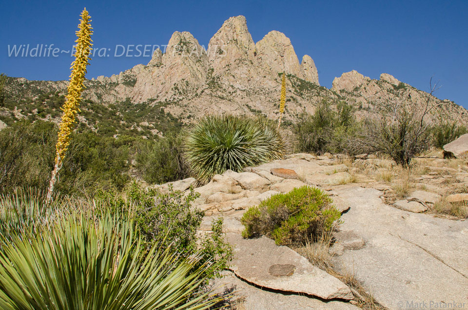 Desert-Plants-230.jpg