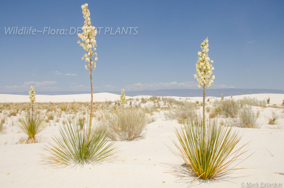 Desert-Plants-232.jpg