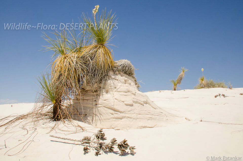 Desert-Plants-233.jpg