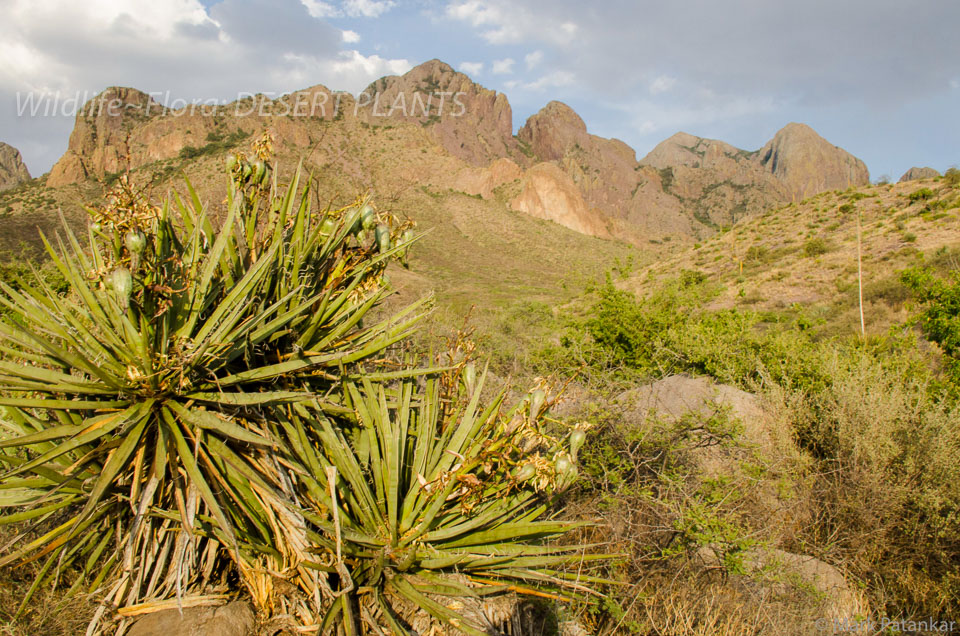 Desert-Plants-235.jpg