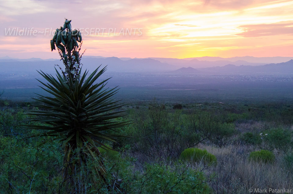 Desert-Plants-236.jpg