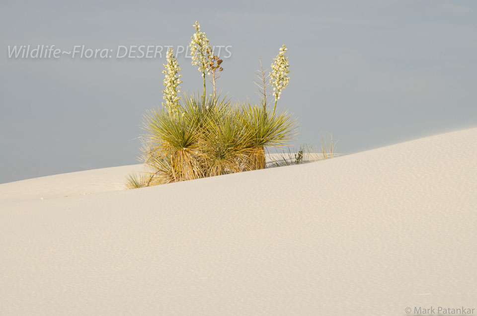 Desert-Plants-239.jpg