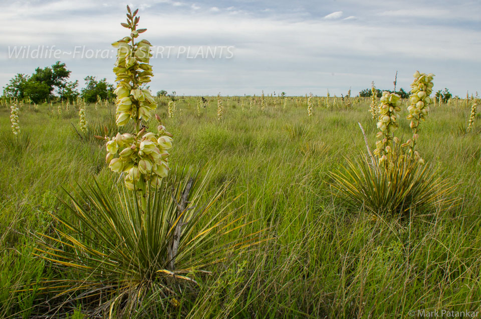 Desert-Plants-240.jpg