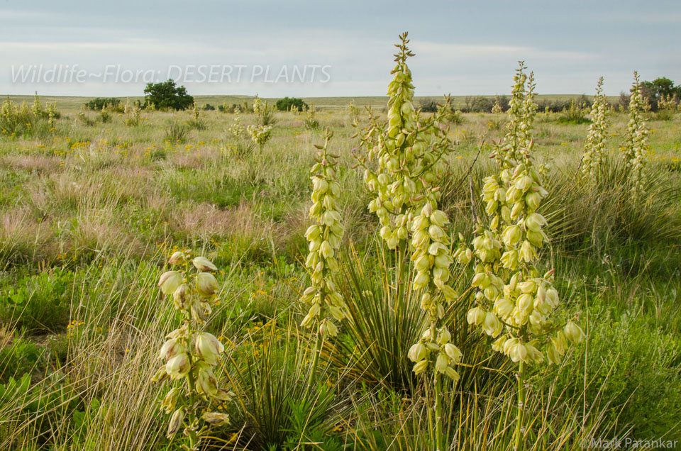 Desert-Plants-241.jpg