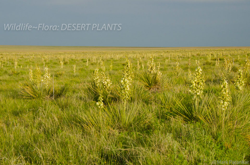 Desert-Plants-242.jpg