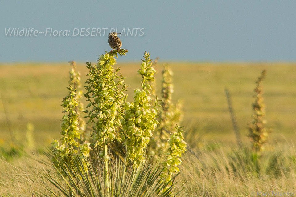 Desert-Plants-243.jpg