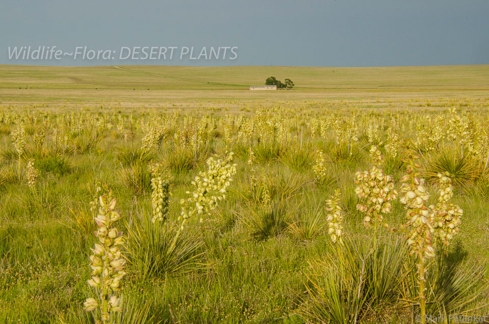 Desert-Plants-244.jpg