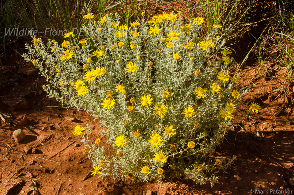 Desert-Plants-246.jpg