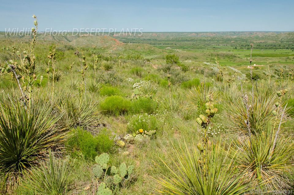 Desert-Plants-247.jpg