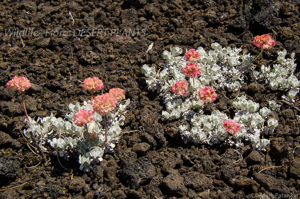 Desert-Plants-26.jpg