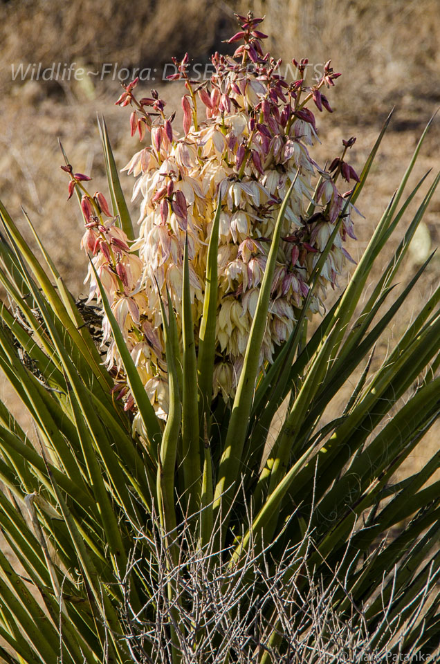 Desert-Plants-29.jpg