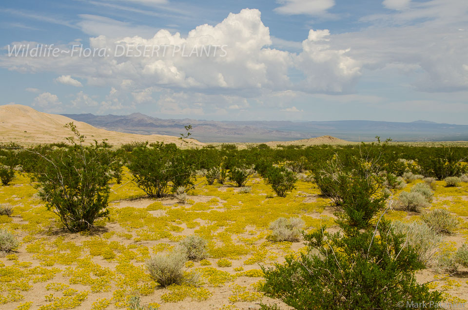 Desert-Plants-3.jpg