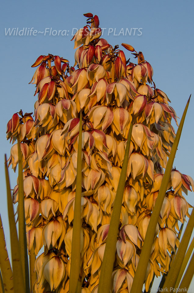 Desert-Plants-30.jpg